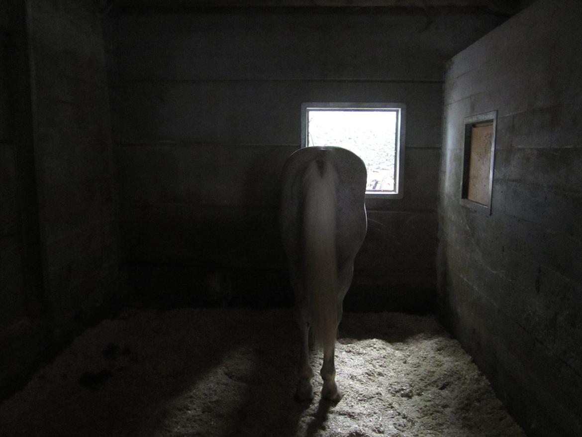 Ridelejr 2011 - Tina Lund - Lanthanids bagdel billede 132