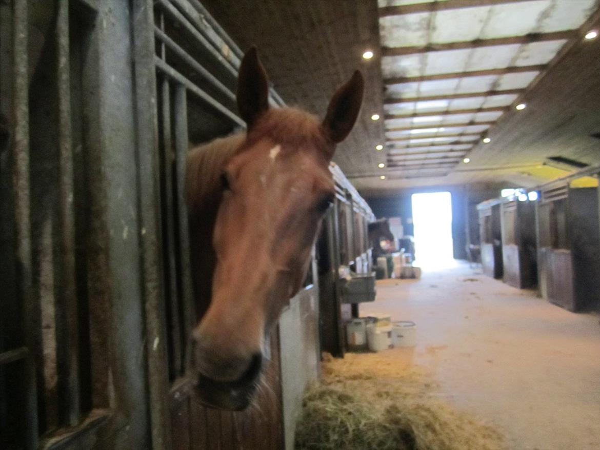 Ridelejr 2011 - Tina Lund - Den friske hoppe Red ^^ billede 133