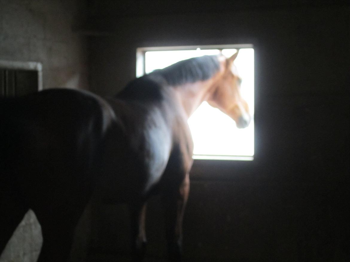 Ridelejr 2011 - Tina Lund billede 134