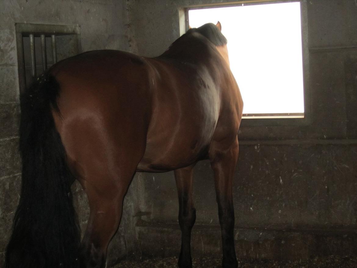 Ridelejr 2011 - Tina Lund - Hest, kan ikke huske navnet ;) billede 135