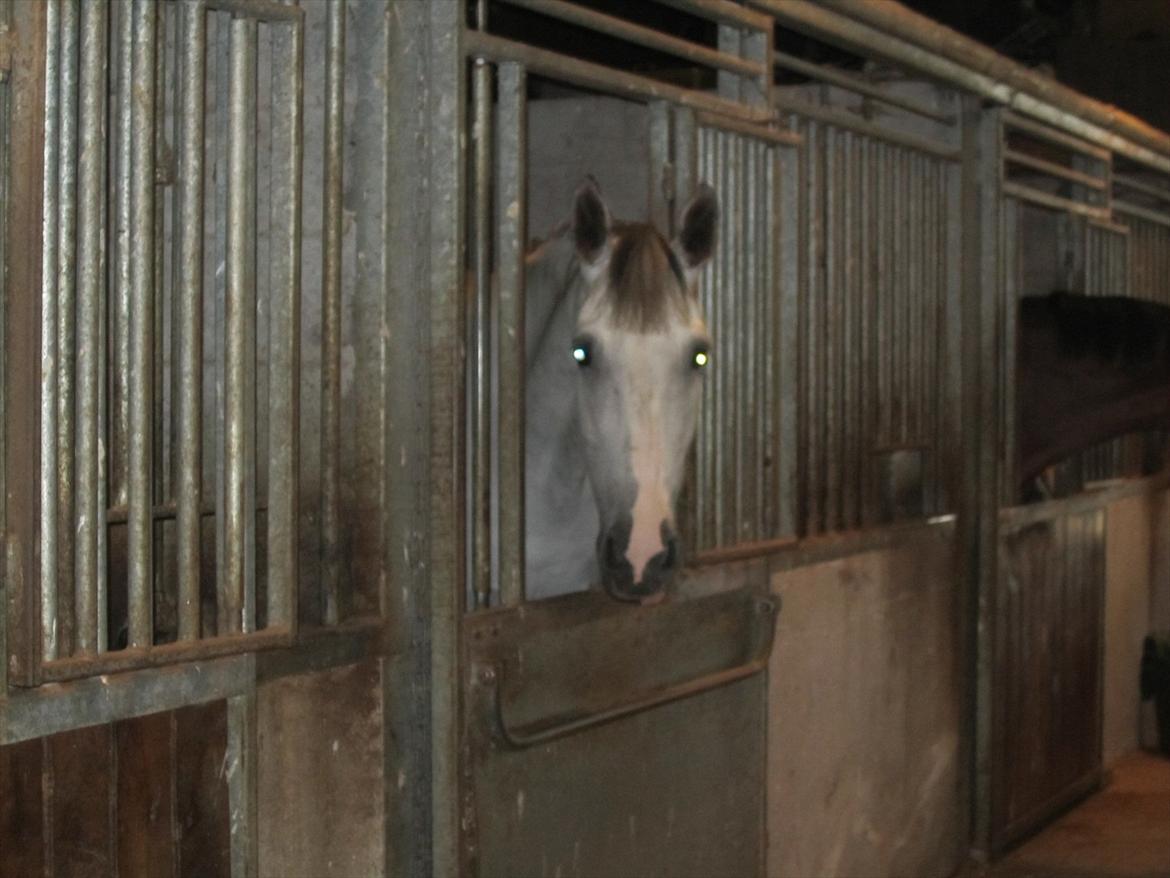 Ridelejr 2011 - Tina Lund - Dejlige Ameretto, som jeg red på allerførste dag :D
Og Ameretto er faktisk Danmarks Mest Vindende Springhest lige nu :D billede 136