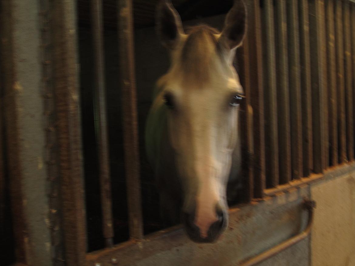 Ridelejr 2011 - Tina Lund billede 137