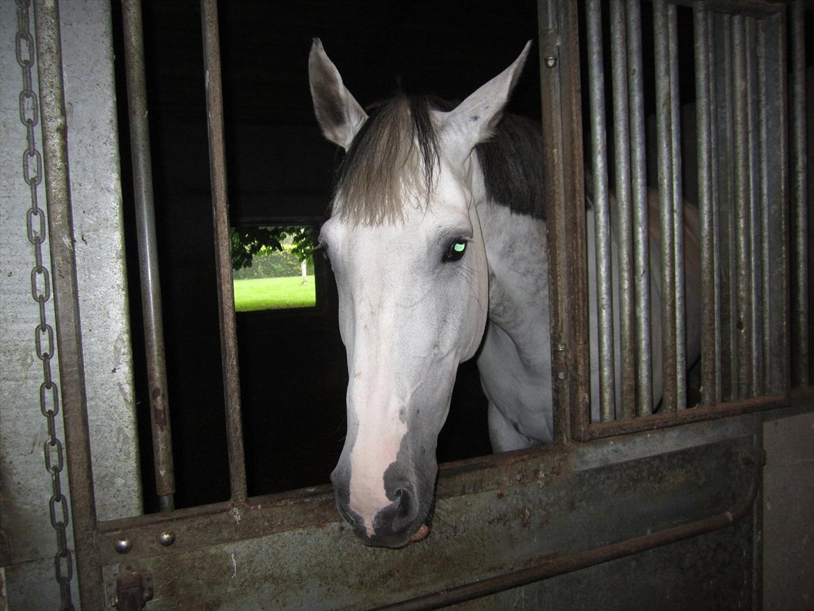 Ridelejr 2011 - Tina Lund billede 138