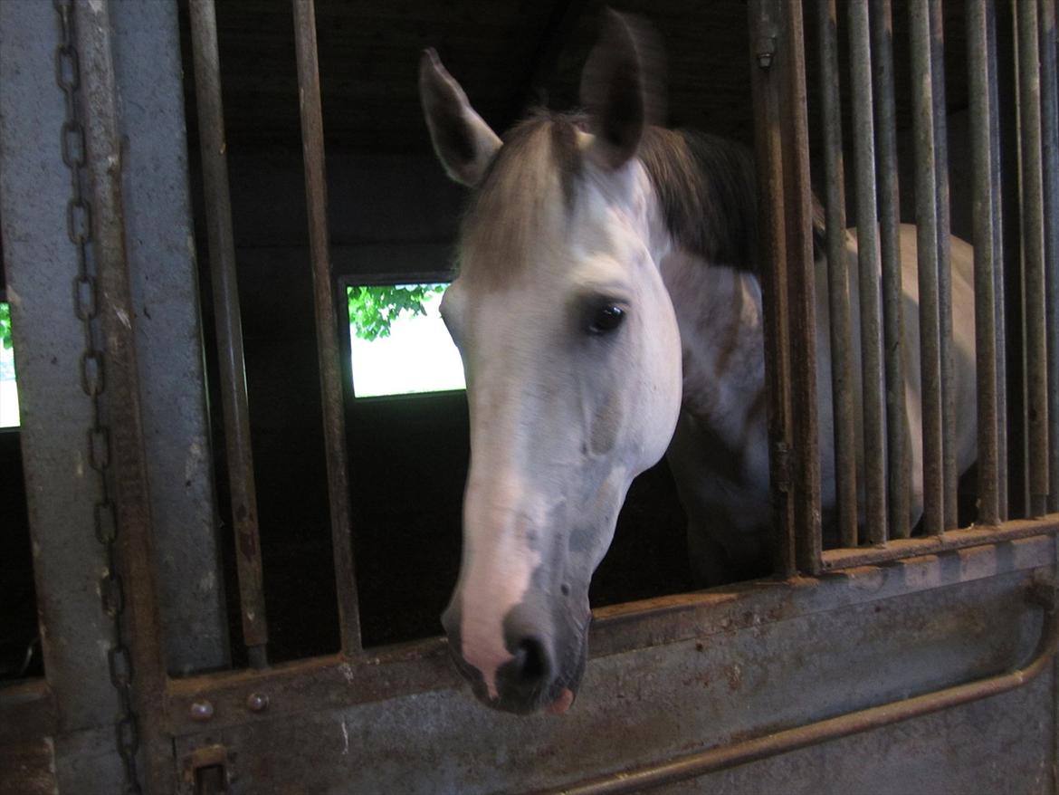 Ridelejr 2011 - Tina Lund billede 139