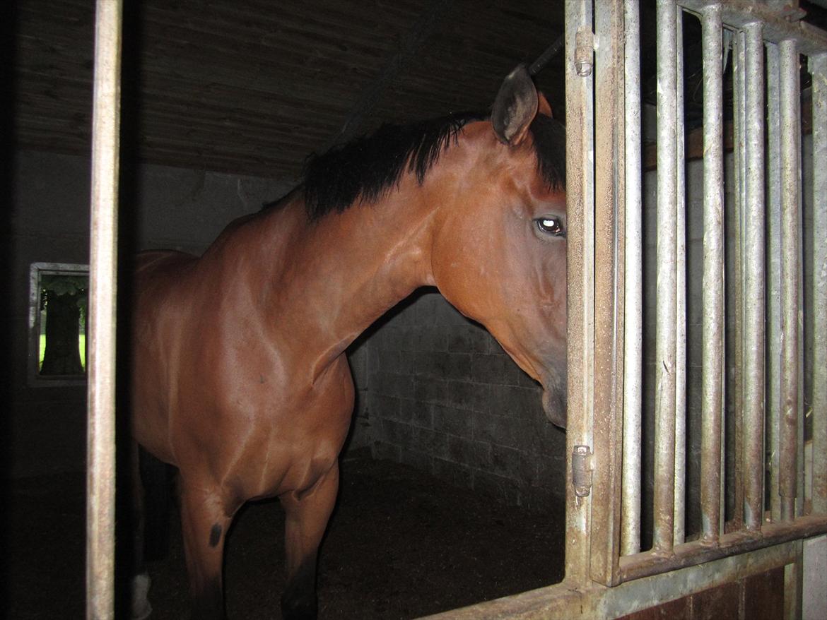 Ridelejr 2011 - Tina Lund - Lidt "generte / sky" Athene, men smuk det er hun :) billede 140