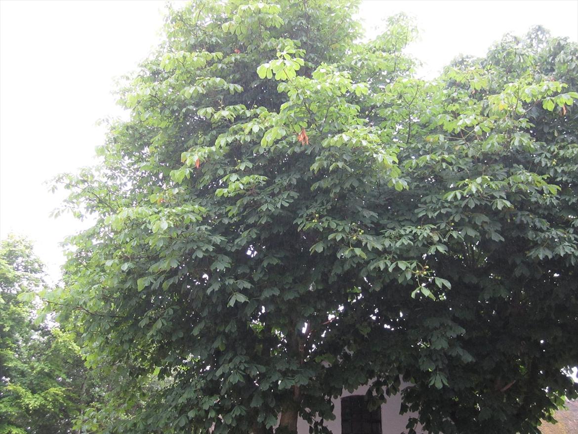 Ridelejr 2011 - Tina Lund billede 141