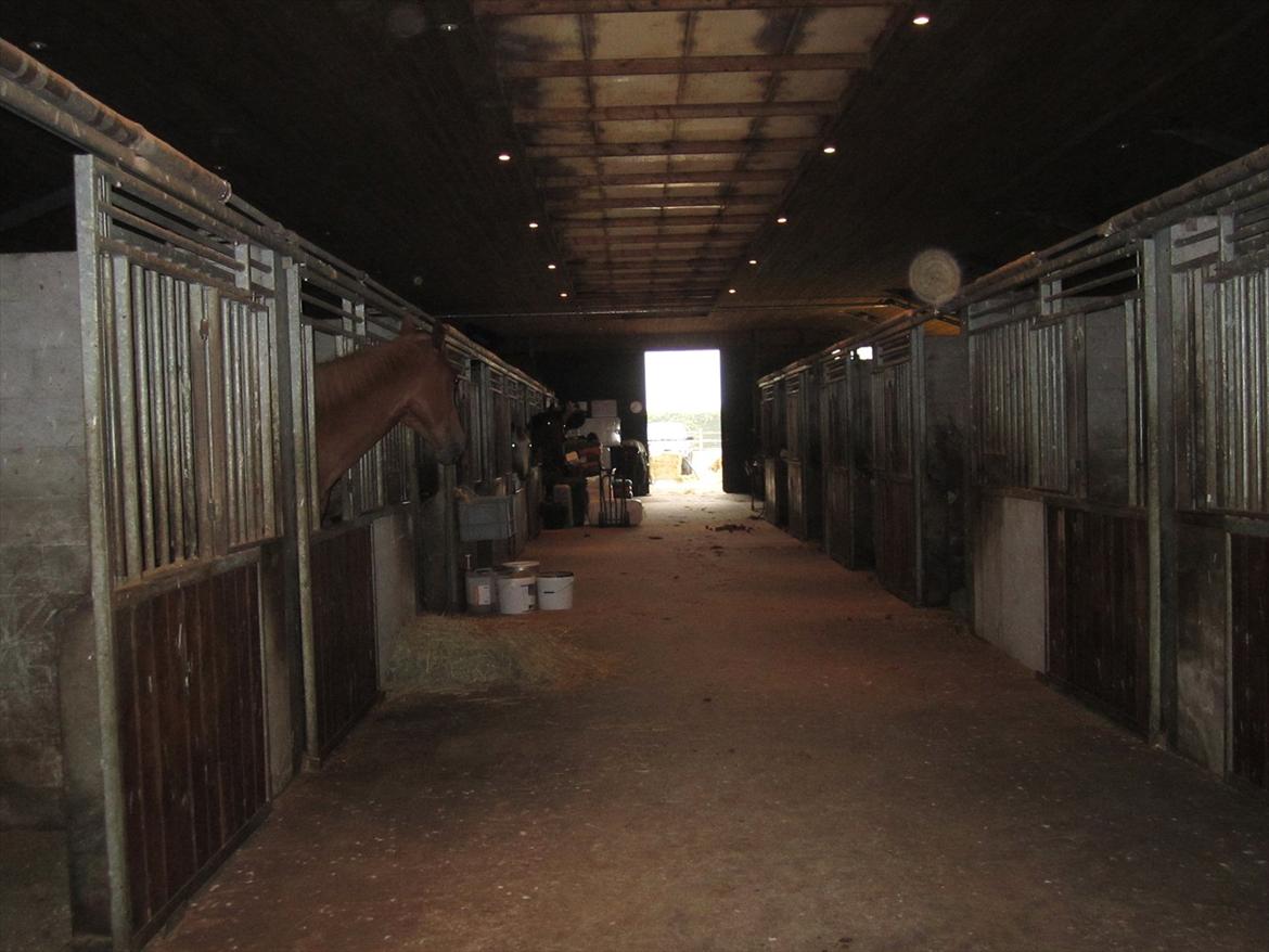 Ridelejr 2011 - Tina Lund billede 142