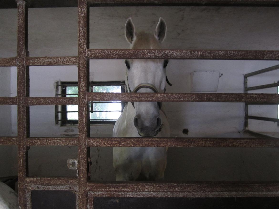 Ridelejr 2011 - Tina Lund - Ready to take off billede 143