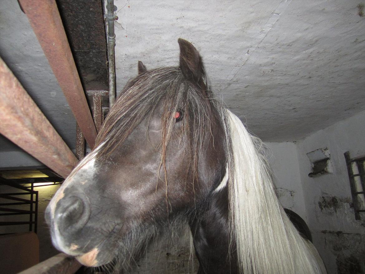 Ridelejr 2011 - Tina Lund - Tarquin Mus :D billede 144