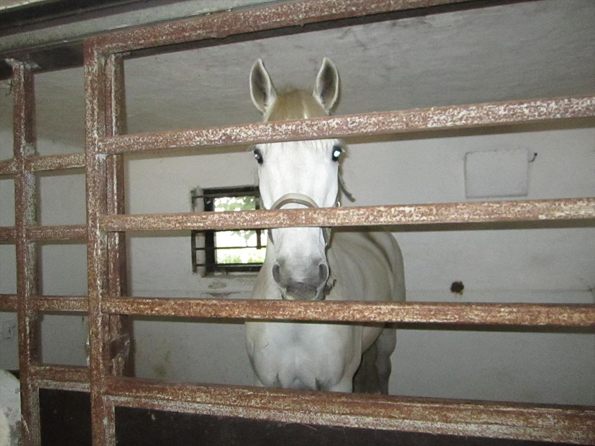 Ridelejr 2011 - Tina Lund billede 145