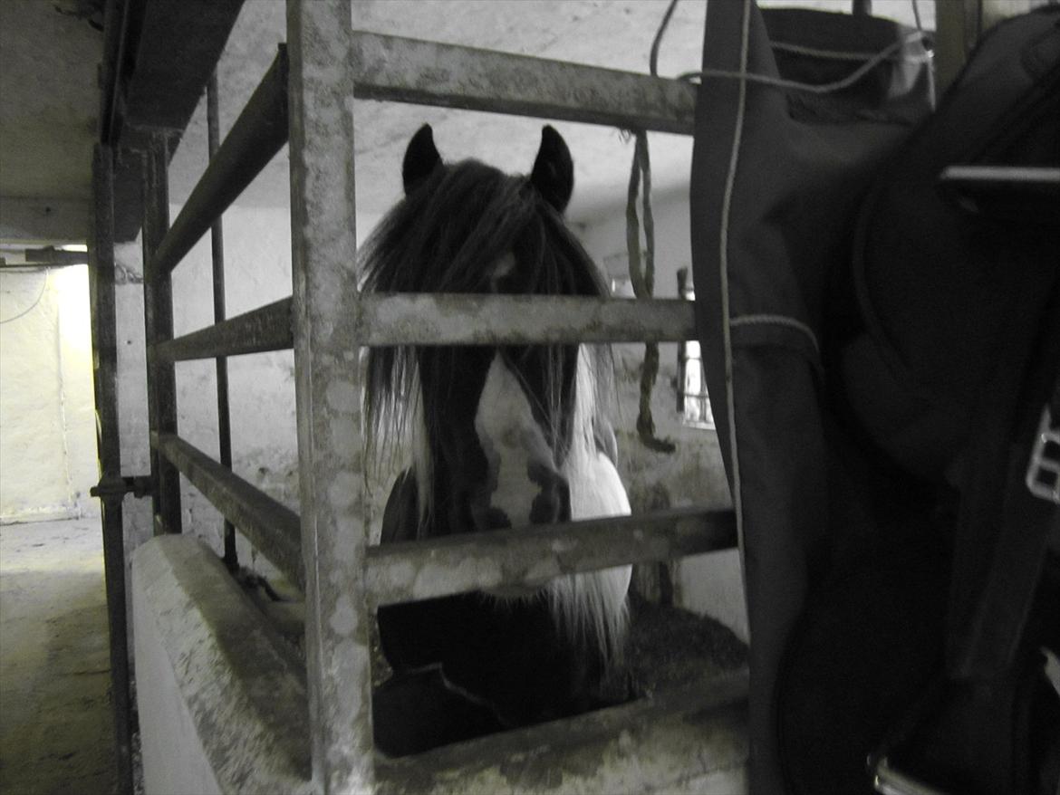 Ridelejr 2011 - Tina Lund billede 146