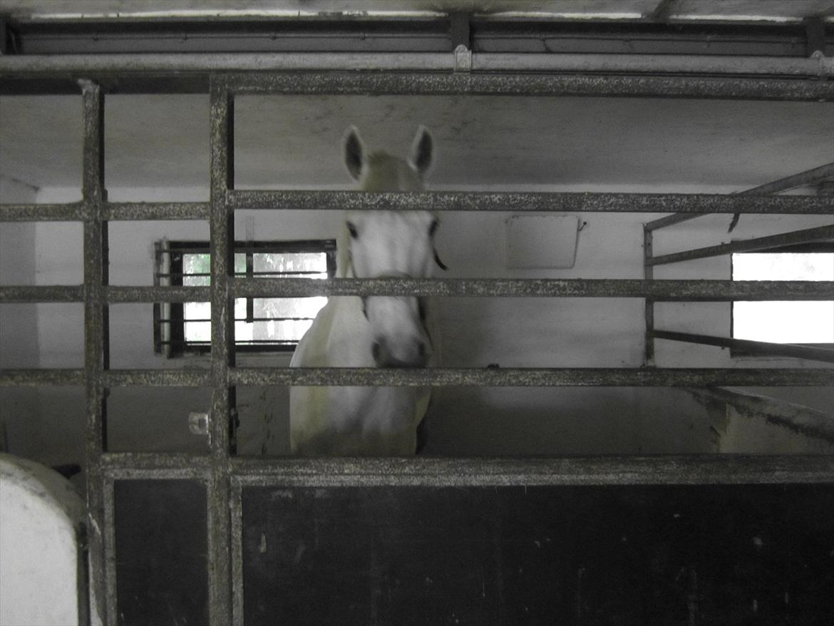 Ridelejr 2011 - Tina Lund billede 147