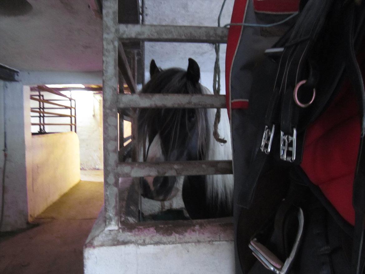 Ridelejr 2011 - Tina Lund billede 148