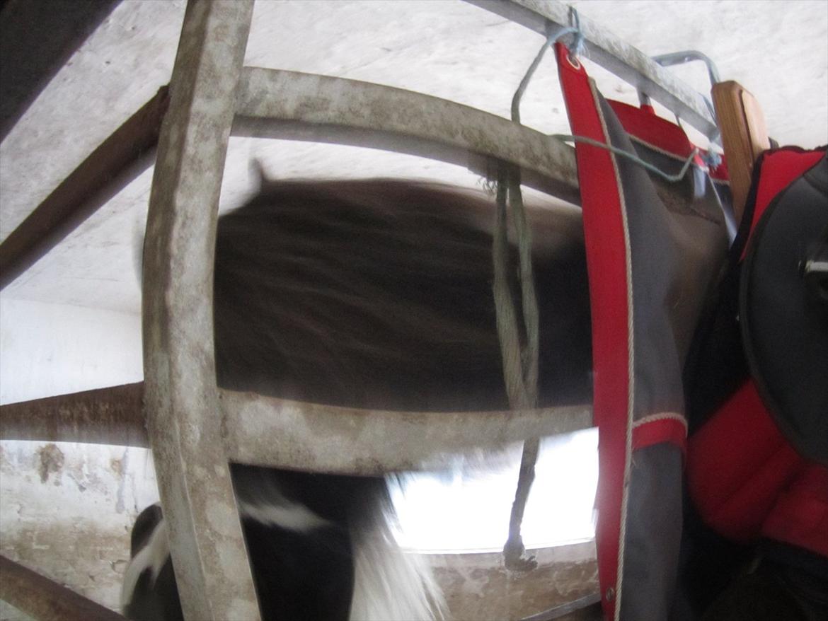 Ridelejr 2011 - Tina Lund billede 149