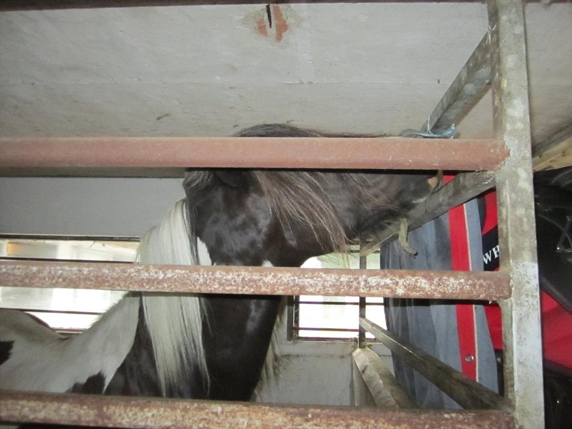 Ridelejr 2011 - Tina Lund billede 150