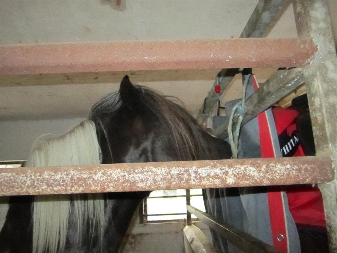 Ridelejr 2011 - Tina Lund billede 151