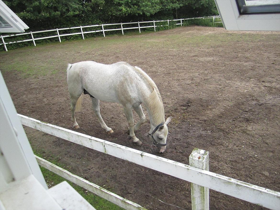 Ridelejr 2011 - Tina Lund billede 153