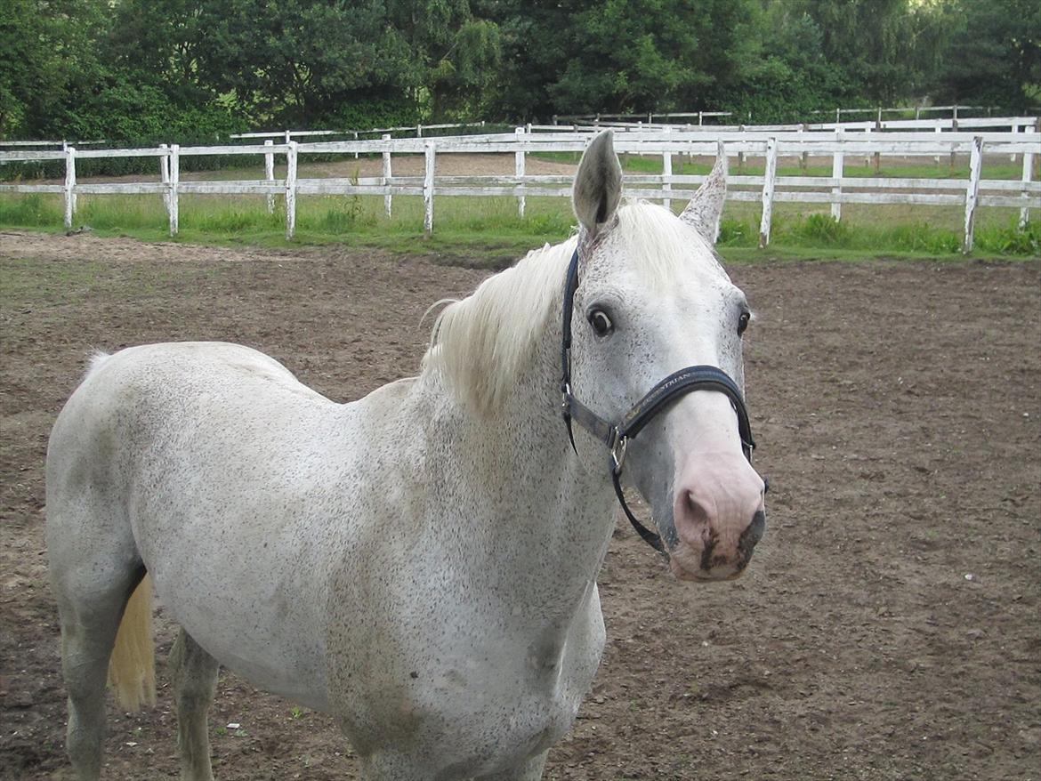 Ridelejr 2011 - Tina Lund - Lanthanid :D billede 154