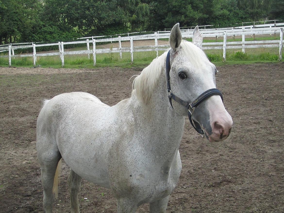 Ridelejr 2011 - Tina Lund billede 155