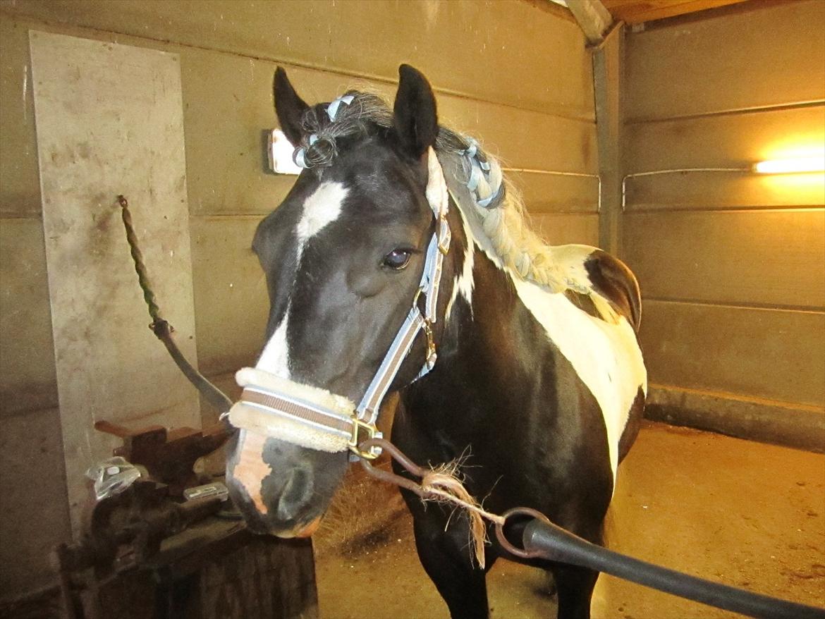 Ridelejr 2011 - Tina Lund - Tarquin gjort klar til strigle konkurrence :D 2.plads, :D billede 159