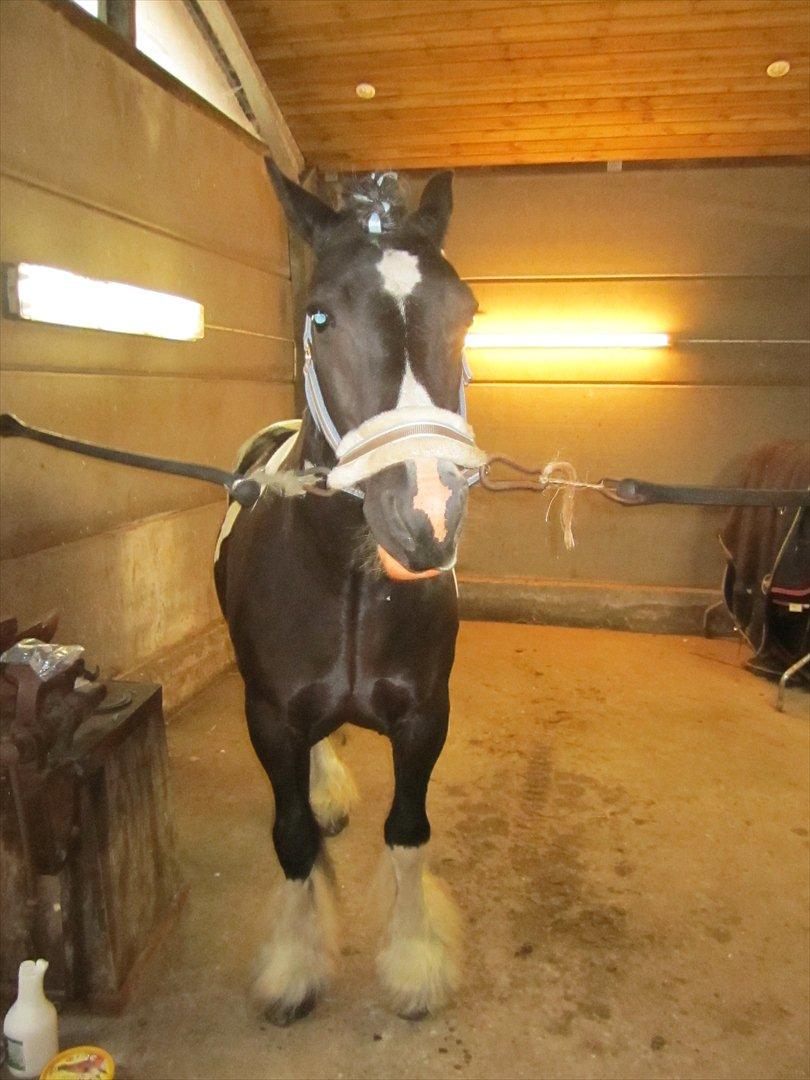 Ridelejr 2011 - Tina Lund billede 161