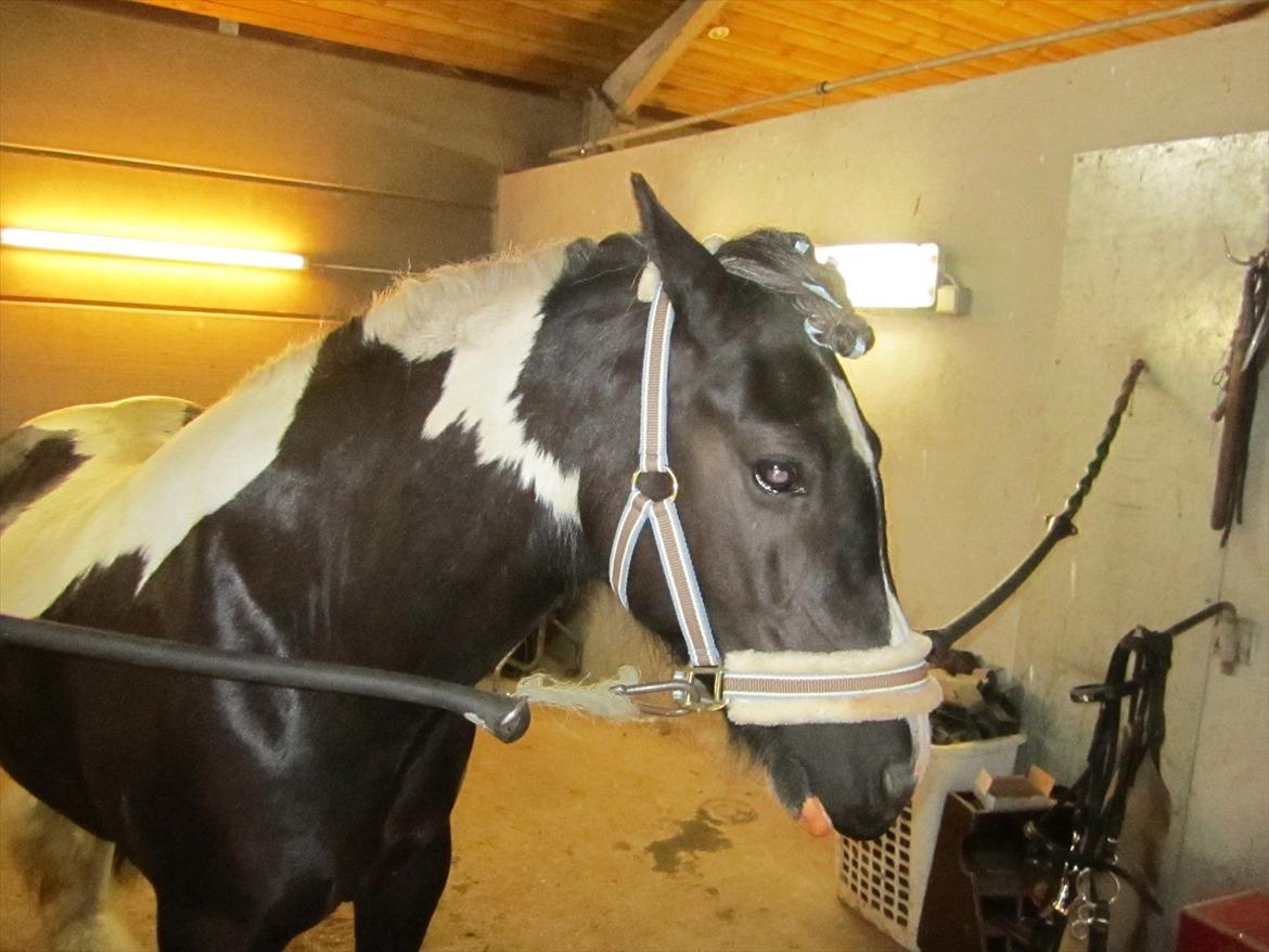 Ridelejr 2011 - Tina Lund billede 162