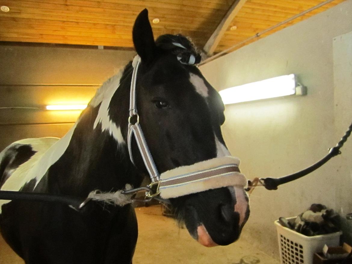 Ridelejr 2011 - Tina Lund billede 163