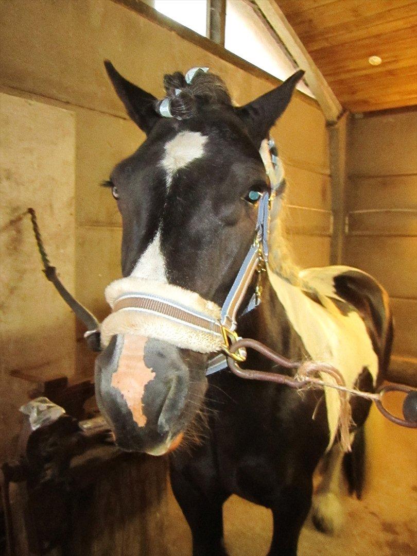 Ridelejr 2011 - Tina Lund billede 164