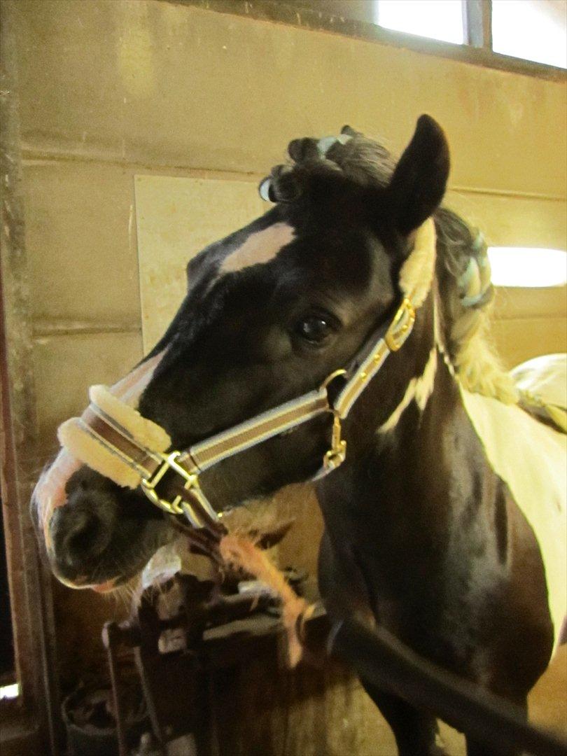 Ridelejr 2011 - Tina Lund billede 165