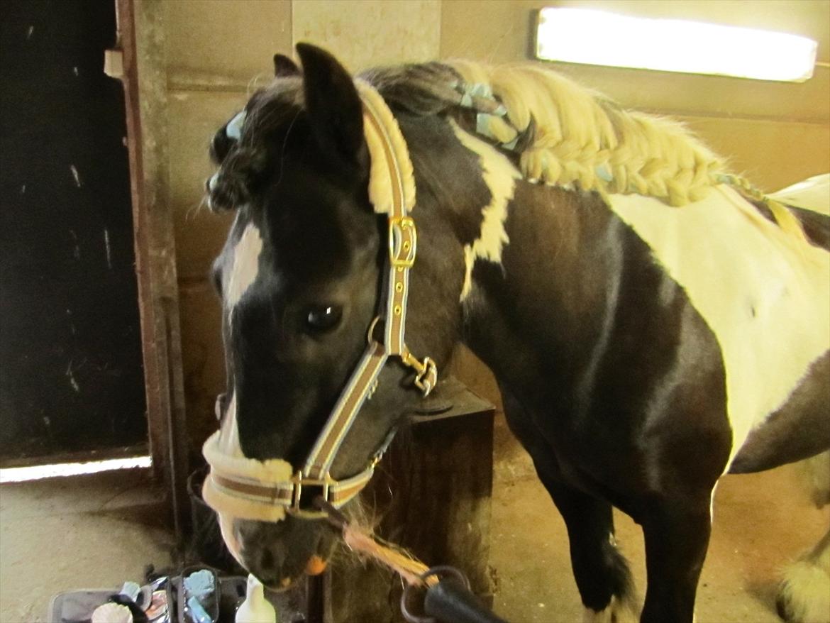 Ridelejr 2011 - Tina Lund billede 166