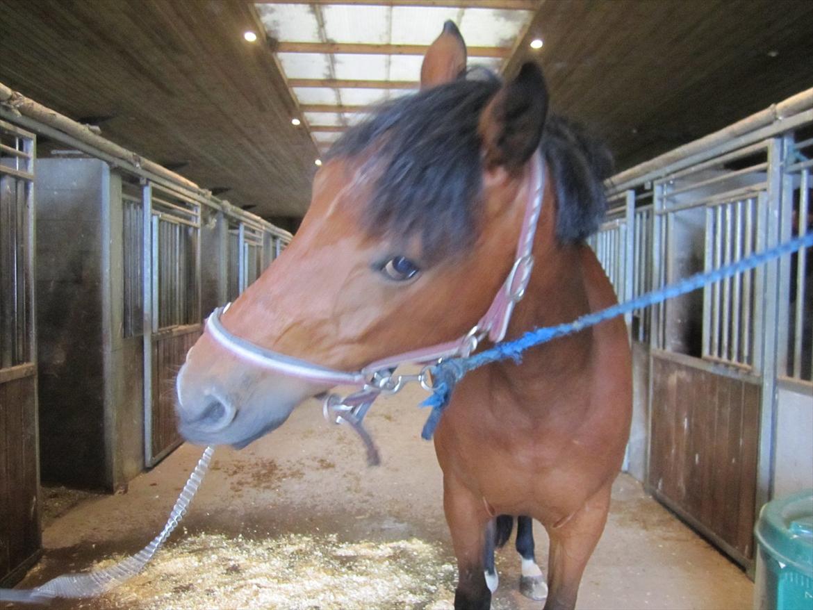 Ridelejr 2011 - Tina Lund - Russi, den dag jeg skulle ride ham :D billede 167