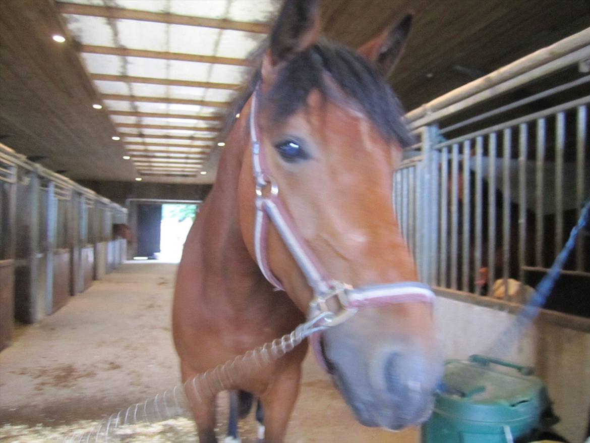 Ridelejr 2011 - Tina Lund billede 168