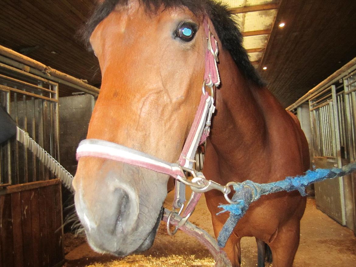 Ridelejr 2011 - Tina Lund billede 169