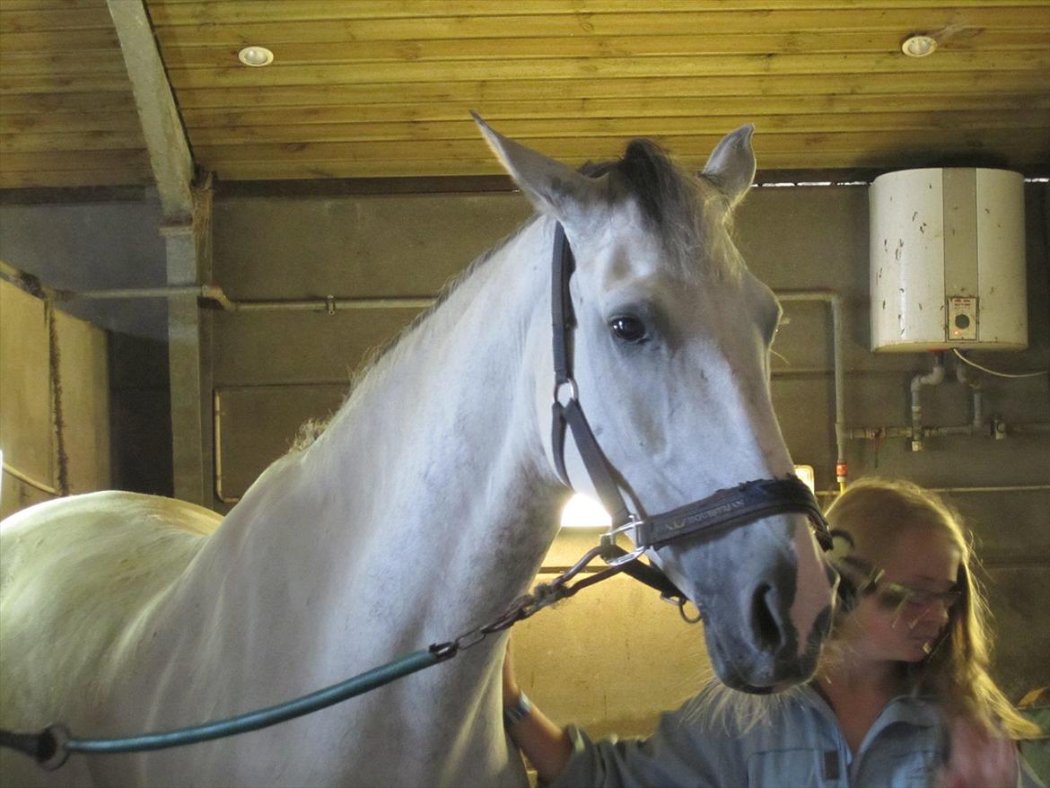 Ridelejr 2011 - Tina Lund - Søde Ameretto billede 170