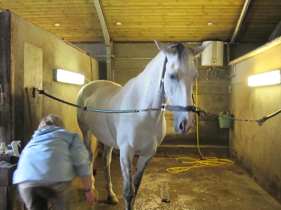 Ridelejr 2011 - Tina Lund billede 171