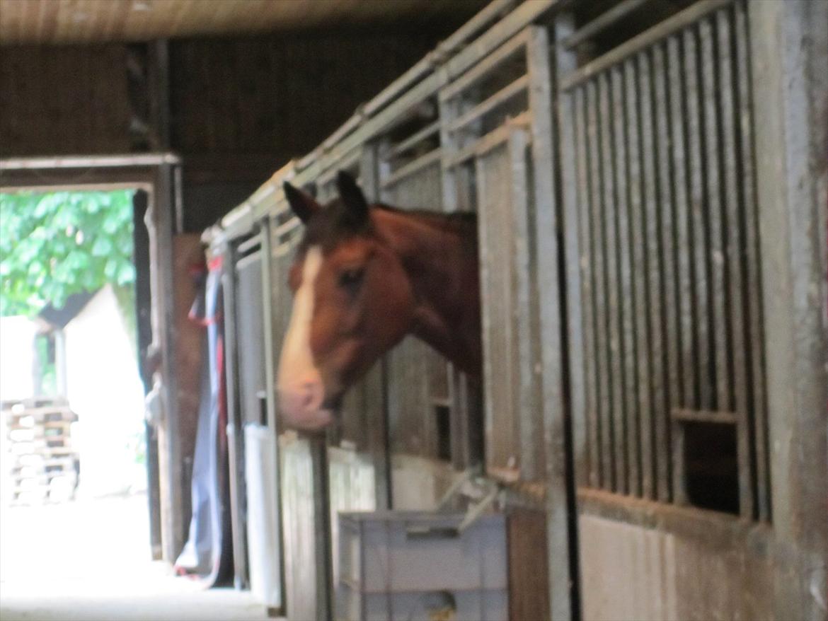 Ridelejr 2011 - Tina Lund - Og en af mine yndlings heste :D A-Dur :D han var sååååå sød, såå kælen og sååå flot :D billede 172