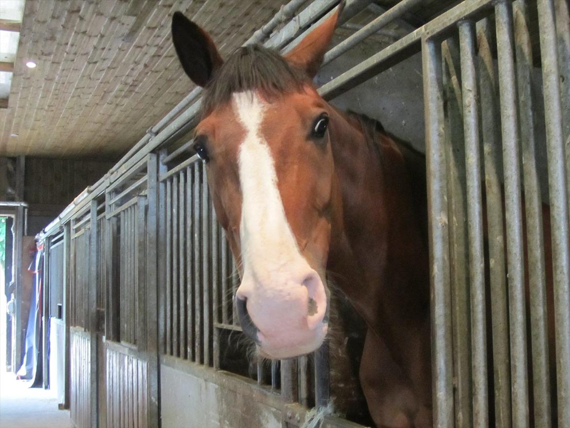 Ridelejr 2011 - Tina Lund - Smukke A-Dur billede 173