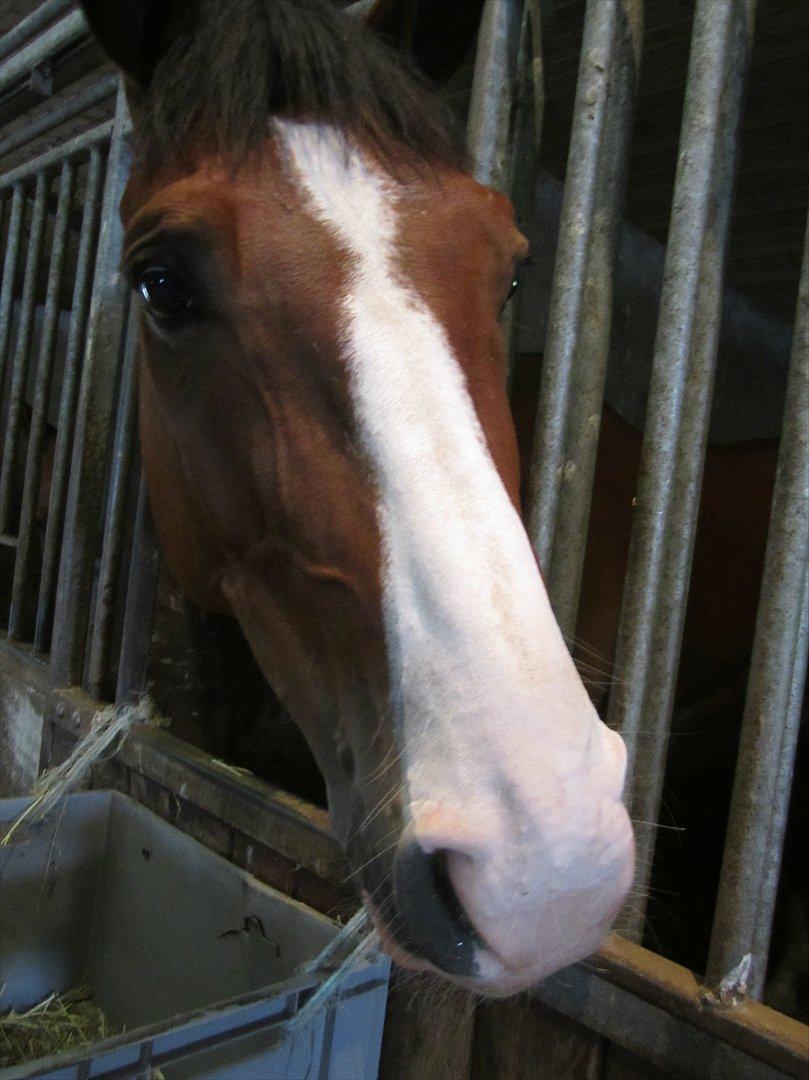 Ridelejr 2011 - Tina Lund billede 174