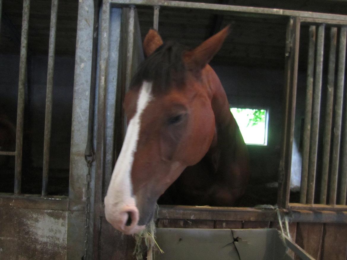 Ridelejr 2011 - Tina Lund billede 175