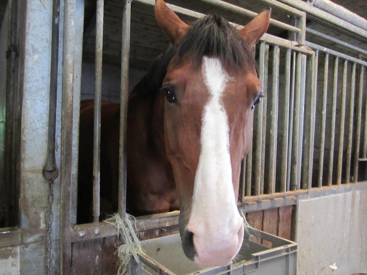 Ridelejr 2011 - Tina Lund billede 176