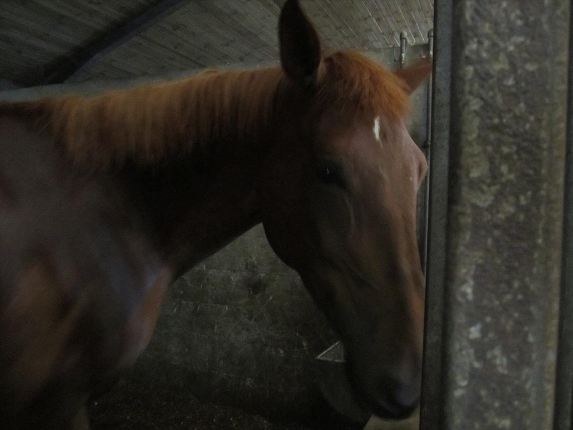 Ridelejr 2011 - Tina Lund - Store Red ;) billede 177