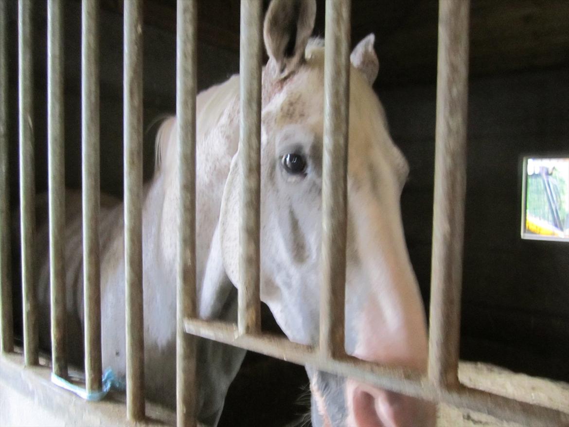 Ridelejr 2011 - Tina Lund billede 178