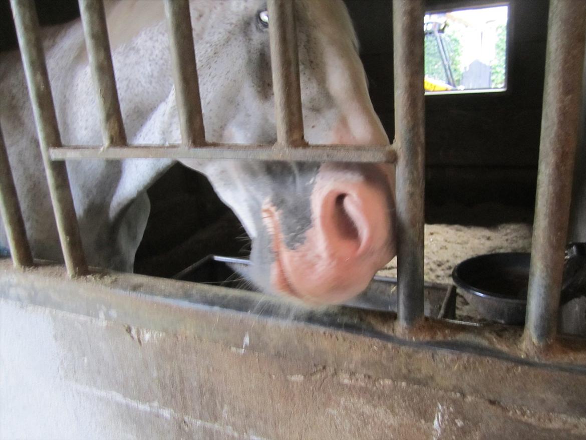 Ridelejr 2011 - Tina Lund - Lanthanid billede 179