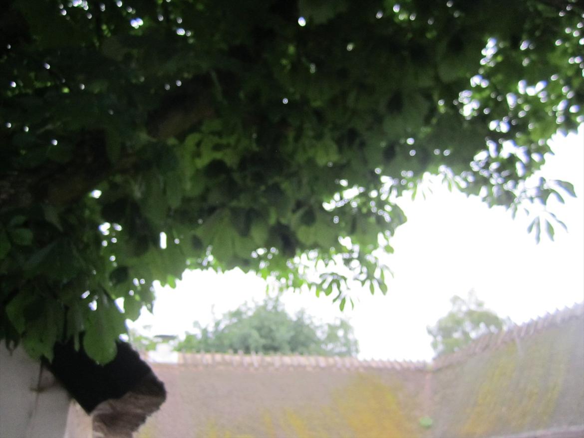 Ridelejr 2011 - Tina Lund billede 182