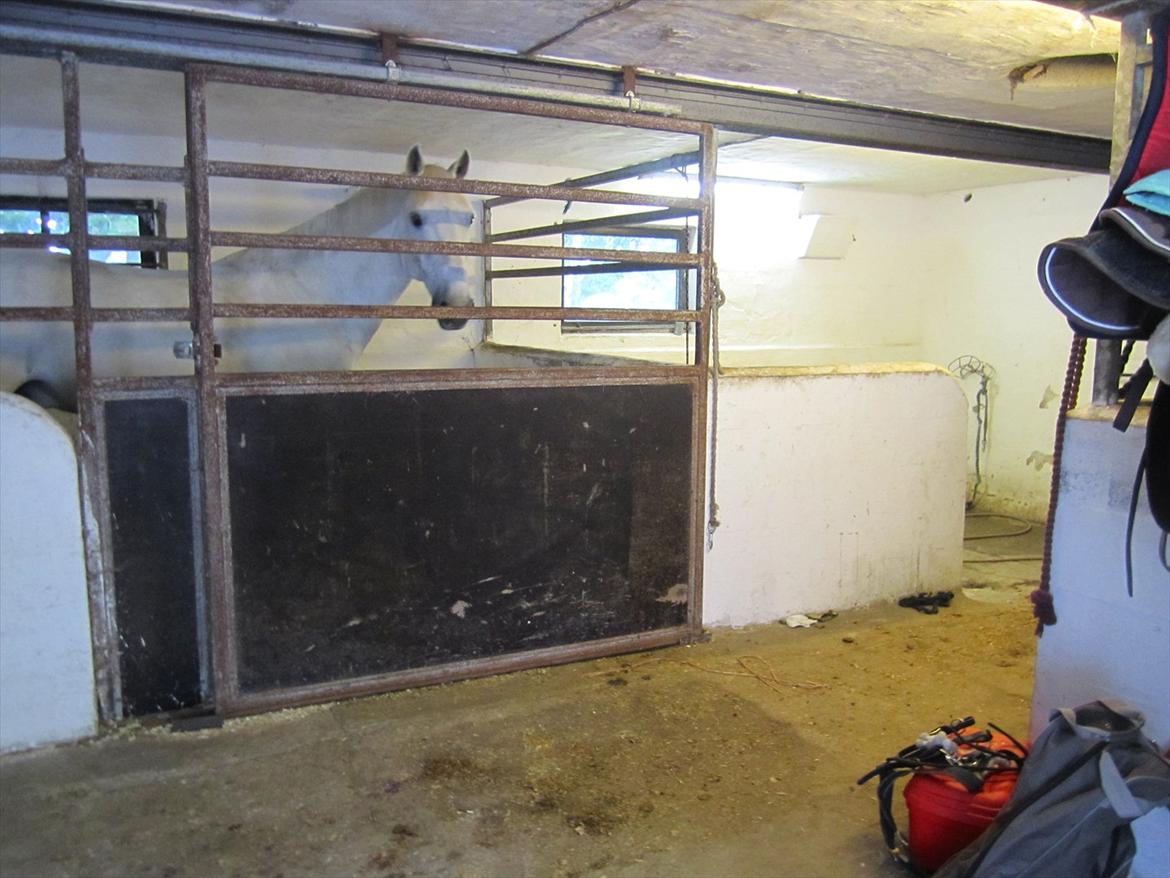 Ridelejr 2011 - Tina Lund billede 186