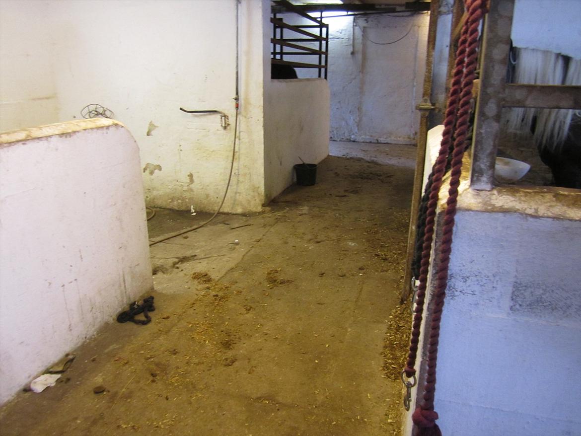 Ridelejr 2011 - Tina Lund billede 187