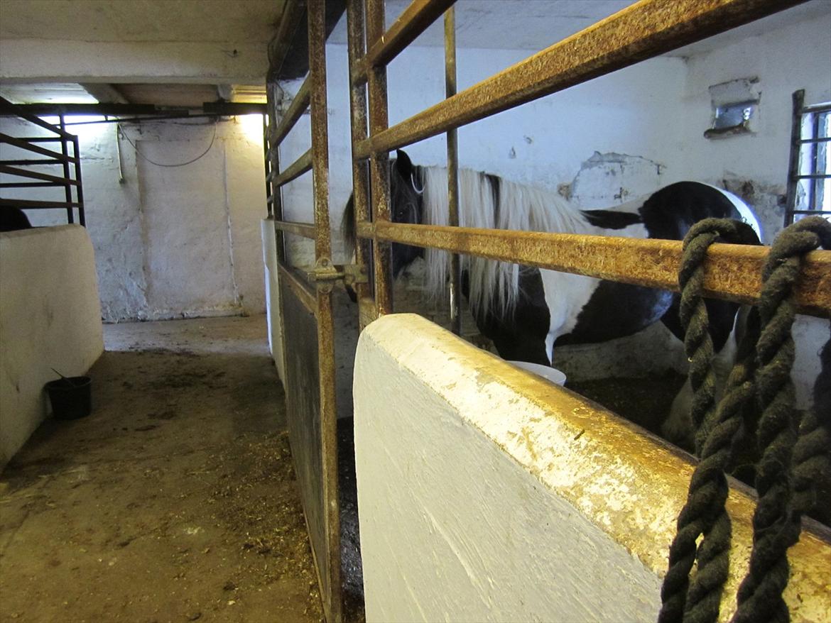 Ridelejr 2011 - Tina Lund billede 188