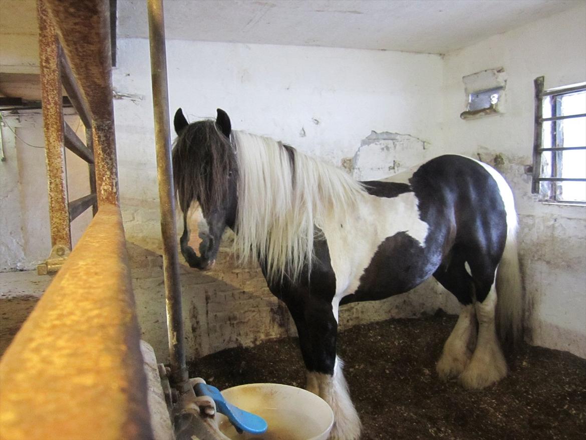 Ridelejr 2011 - Tina Lund billede 189