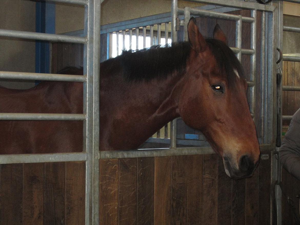 Gardehusarregimentet  - Der står Kronprinsesse Marys hest og slapper af, efter en ridetur lige før vi kom. 
Fotograf Sabina Østlund billede 4