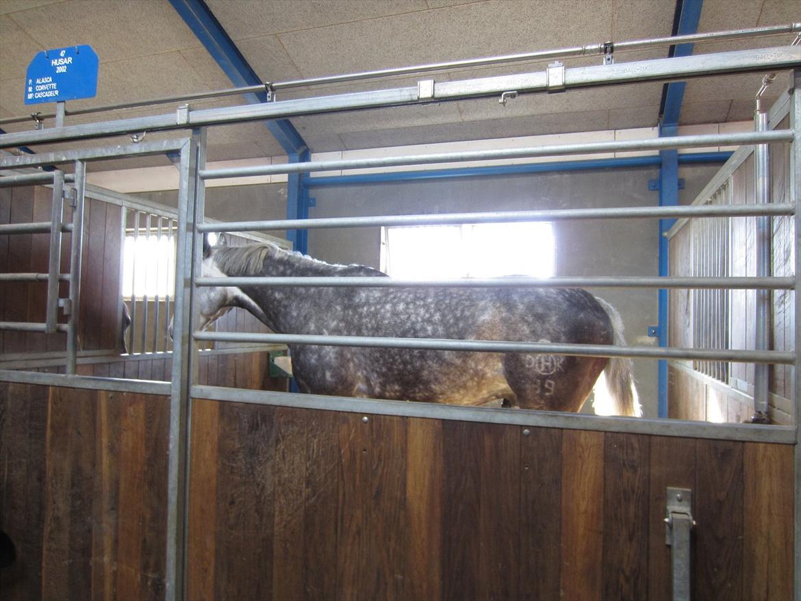 Gardehusarregimentet  - "Husar" Fotograf Sabina Østlund billede 7